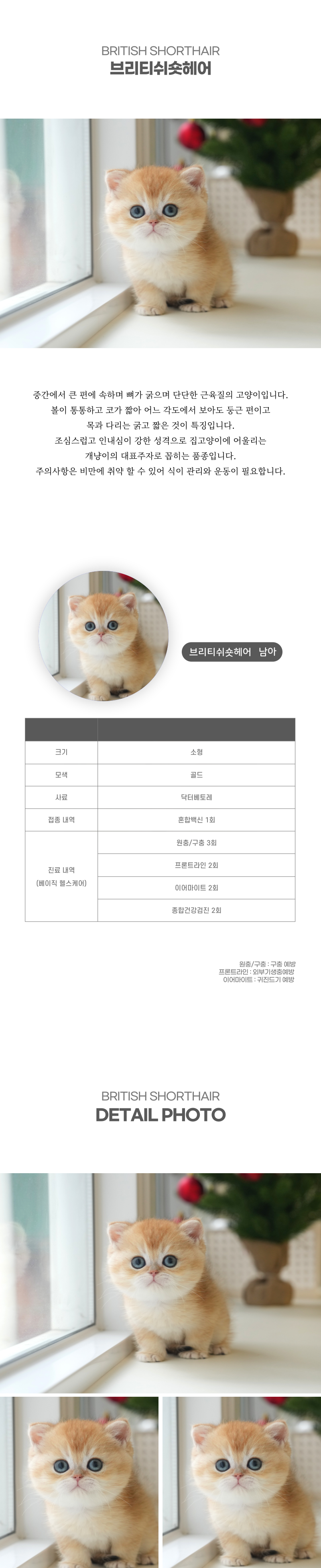 브리티쉬숏헤어_상세이미지_2
